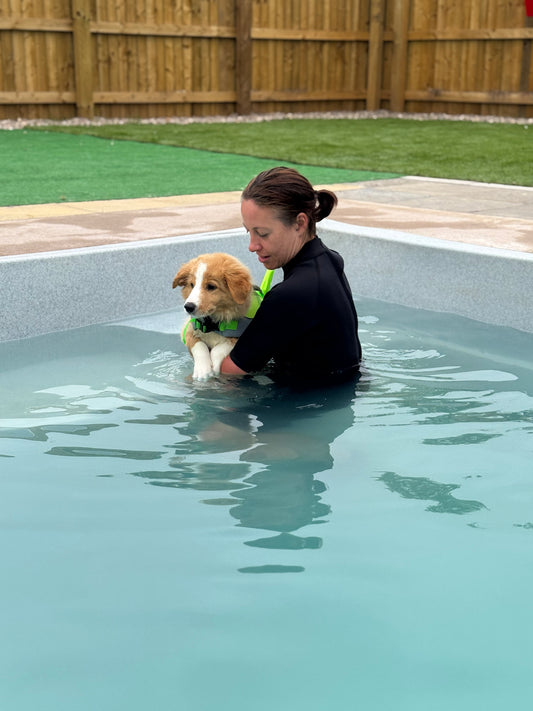 Puppy Swim Sessions