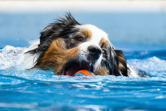 How to Prepare Your Dog for Their First Swim Session