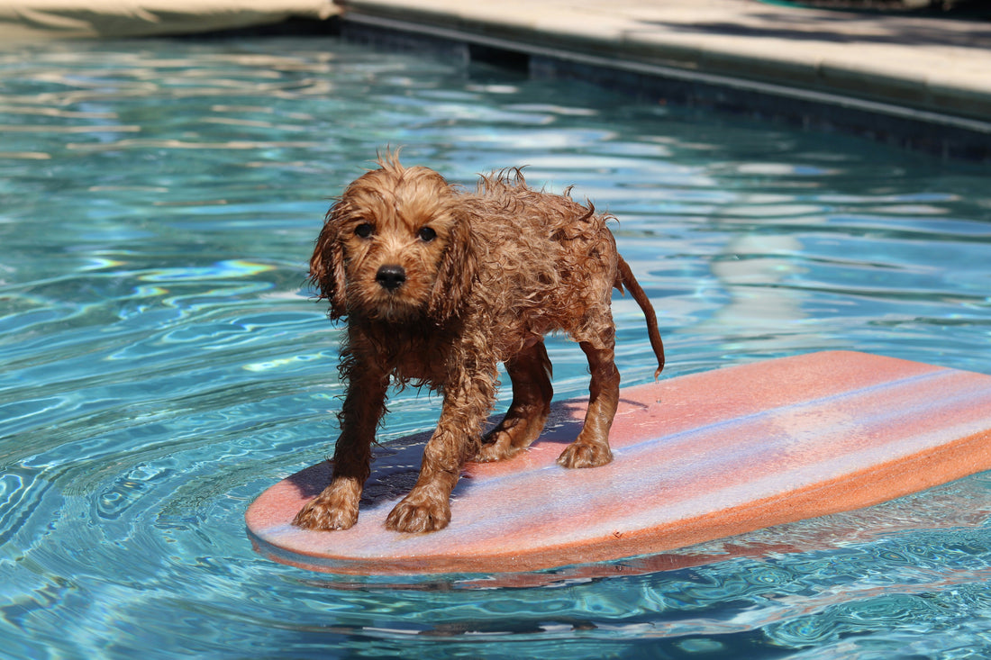 Why Puppy Swim Sessions Are a Game-Changer for Young Dogs