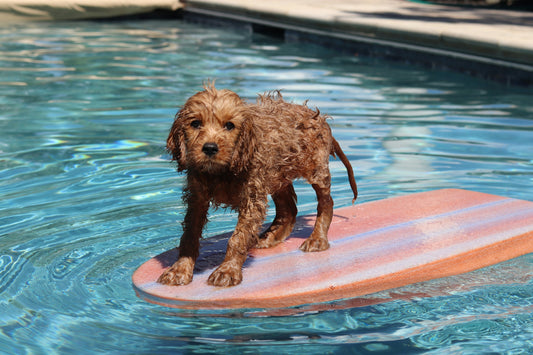 Why Puppy Swim Sessions Are a Game-Changer for Young Dogs