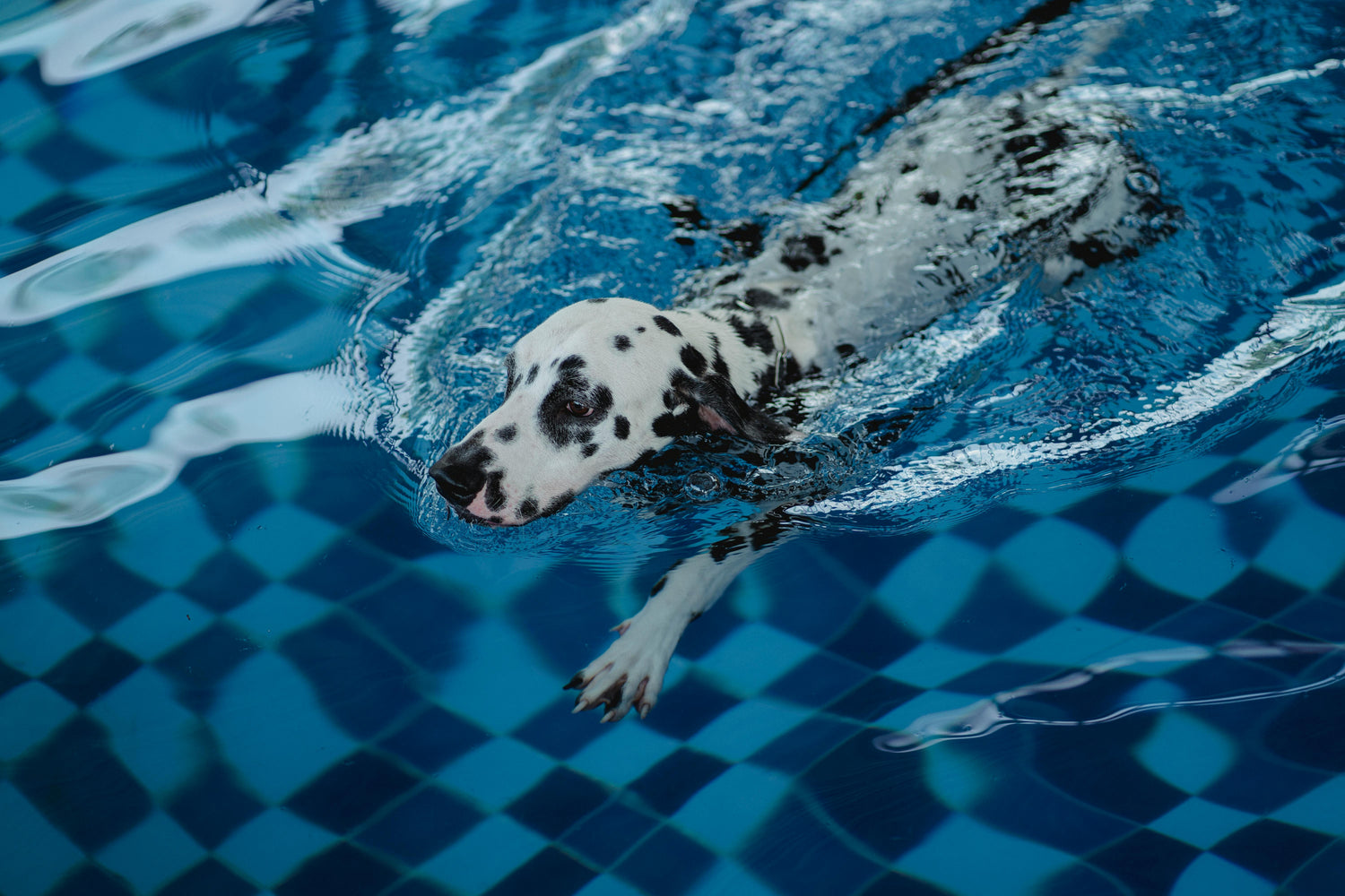 Swimming Sessions