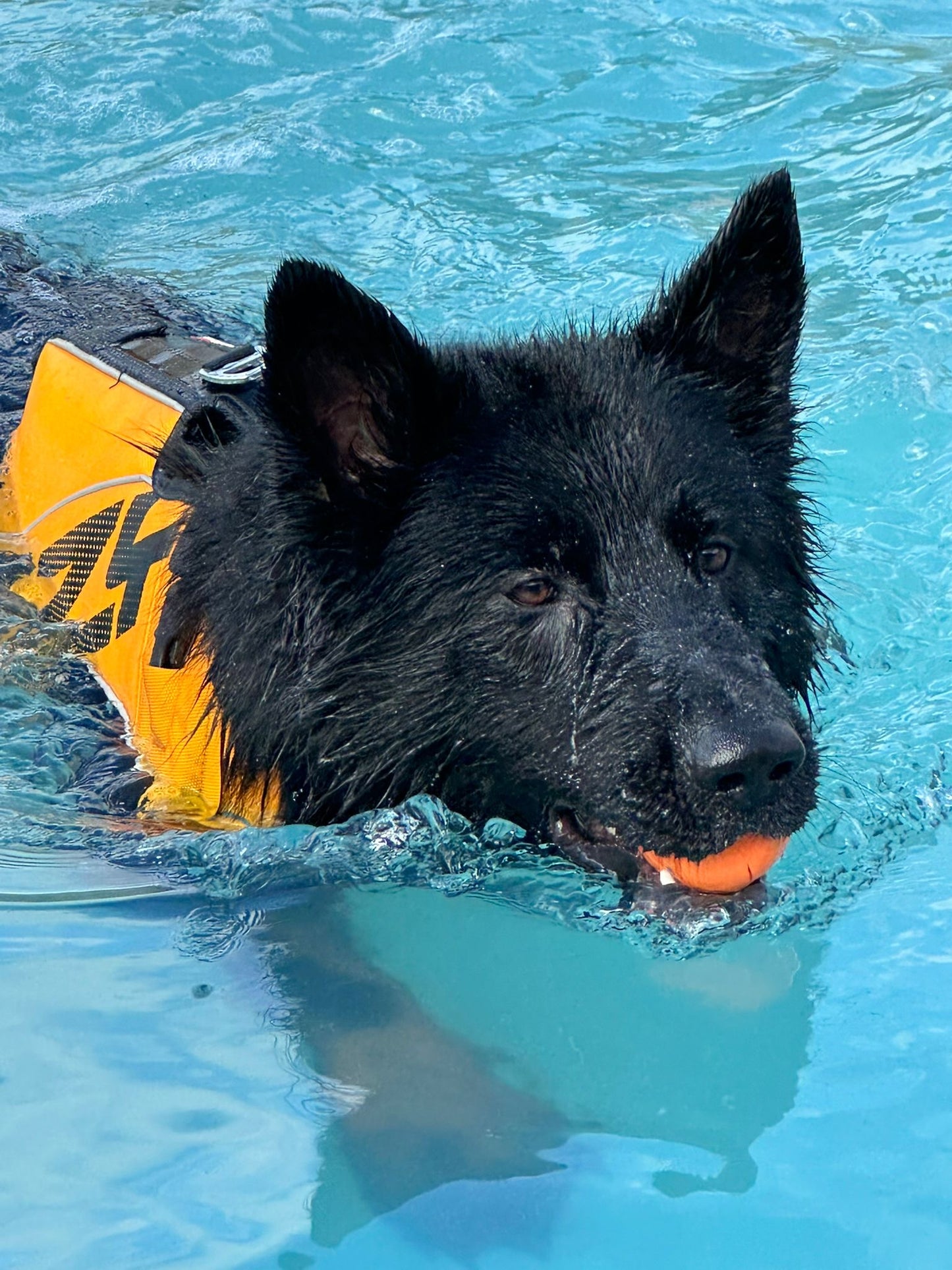 Private Swim Session