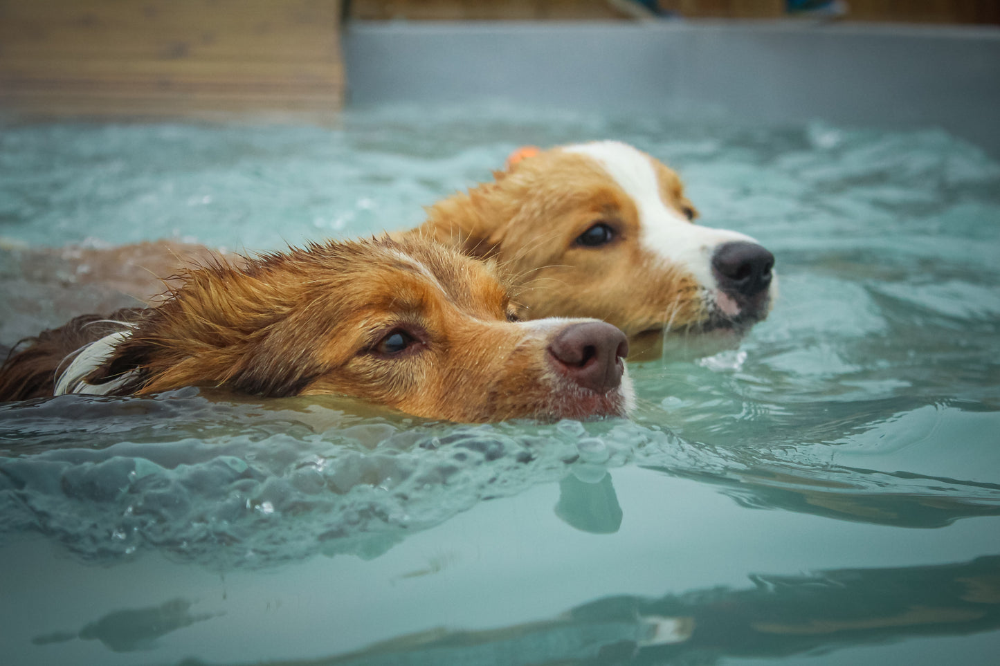 Dog Pool Party