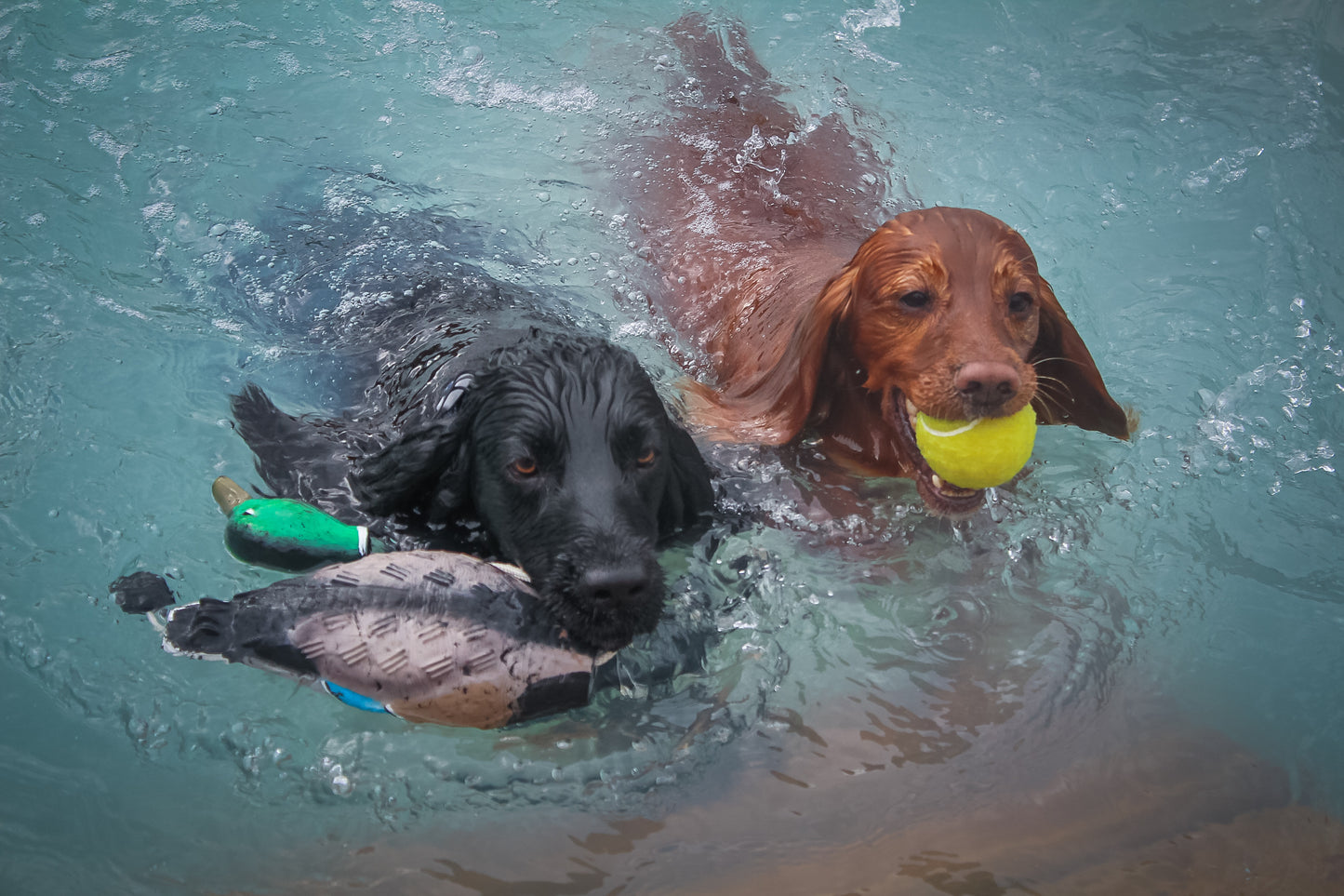 Dog Pool Party