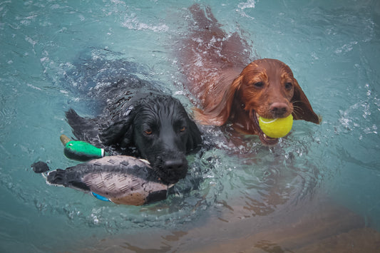 Dog Pool Party
