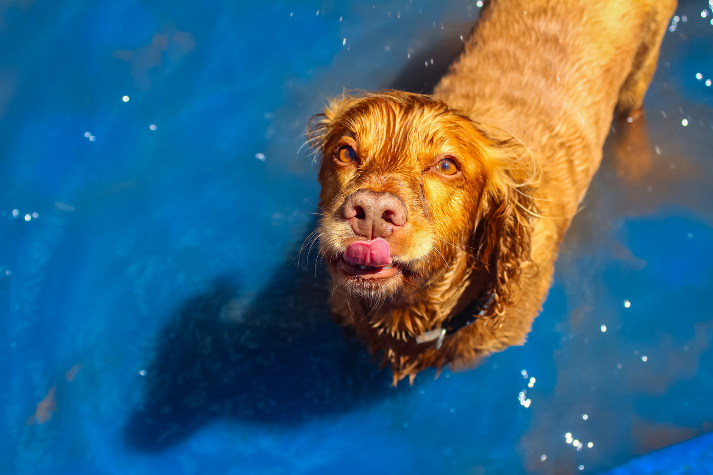 Puppy Swim Sessions