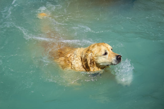 Private Swim Session