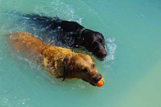 Dog Pool Party