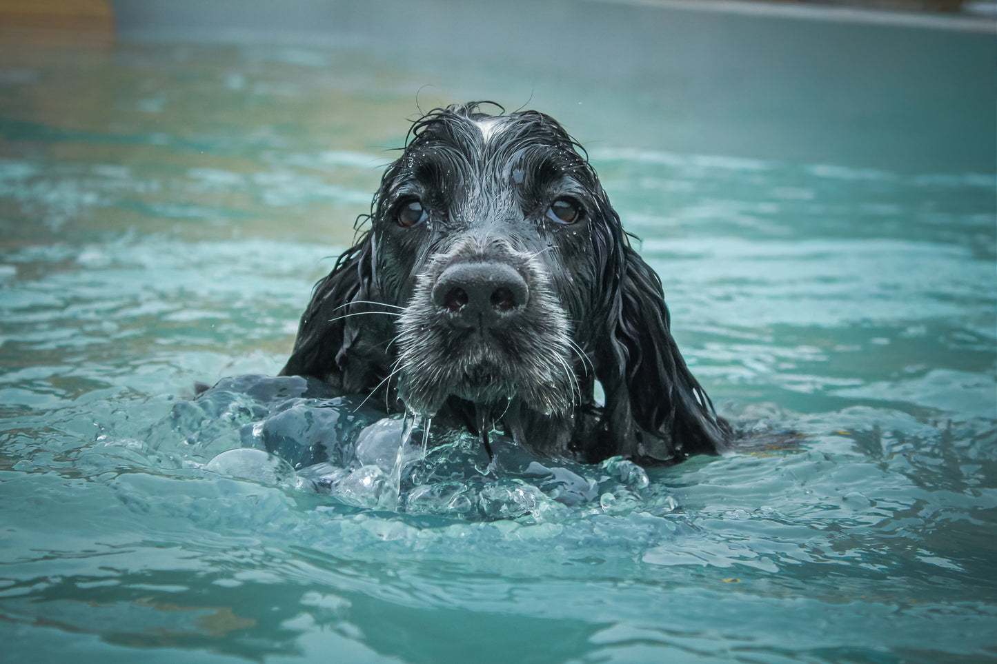 Private Swim Session