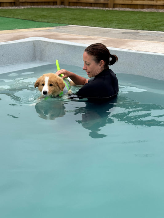 Puppy Swim Sessions